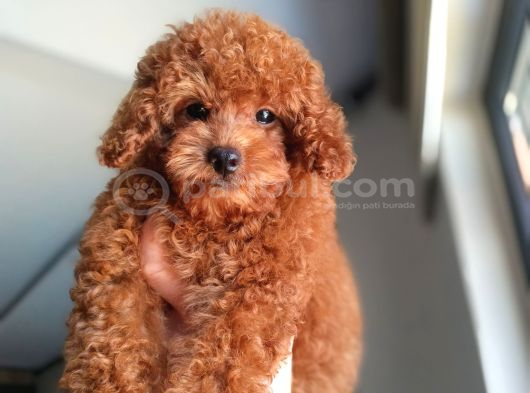 Teacup Kore Poodle Güzelliğim görsel