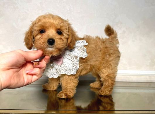 Malti̇poo Ci̇nsi̇ Yavrular Ev Üreti̇mi̇ görsel