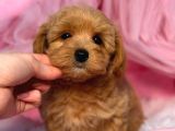 Malti̇poo Ci̇nsi̇ Yavrular Ev Üreti̇mi̇
