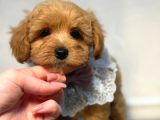 Malti̇poo Ci̇nsi̇ Yavrular Ev Üreti̇mi̇