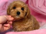 Malti̇poo Ci̇nsi̇ Yavrular Ev Üreti̇mi̇