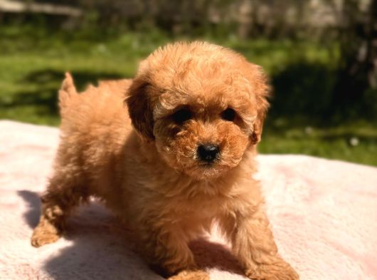 Toy Poodle Sevi̇mli̇ Yavrular Ev Üreti̇mi̇ görsel