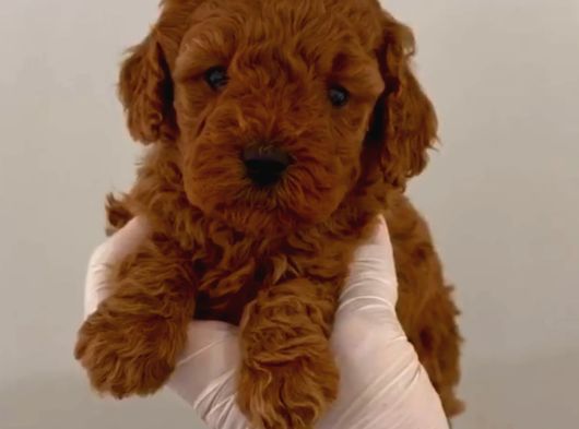 Toy Poodle Sevi̇mli̇ Yavrular Ev Üreti̇mi̇ görsel