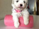Teacup Maltese Yavrular