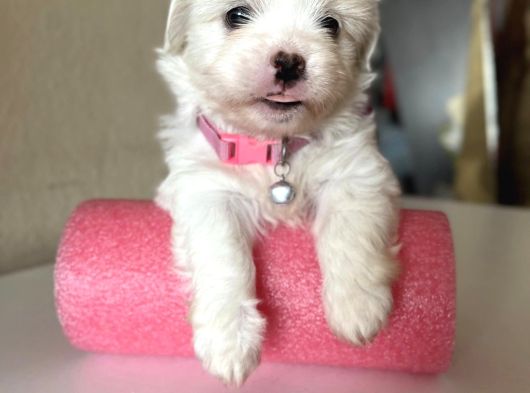 TEACUP MALTESE YAVRULAR