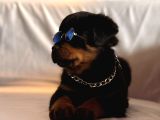 A Seceresi Safkan Koca Kafalı Erkek Rottweiler Yavrularım