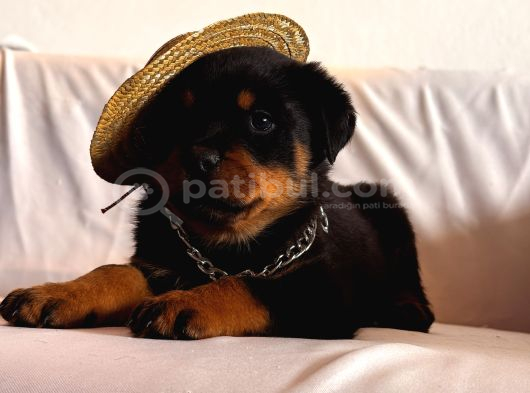 A Seceresi Safkan Koca Kafalı Erkek Rottweiler Yavrularım görsel