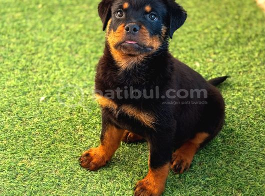 A Seceresi Safkan Koca Kafalı Erkek Rottweiler Yavrularım