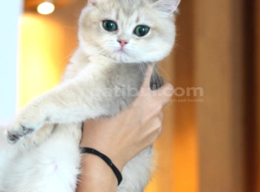 Ay12 Safkan British Shorthair Dişi Özel Renk görsel