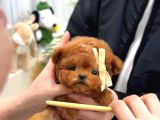 Korean Toy Poodle Yavrularim