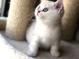 Veteri̇ner Kli̇ni̇ği̇nden Tesli̇m Bri̇ti̇sh Shorthai̇r Bebekler