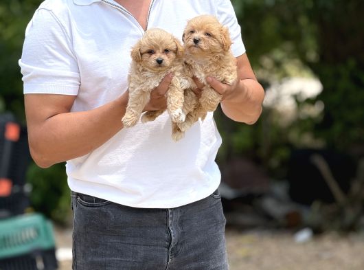 Teacup Minicikk Boy F1 Maltipoo Bebekler  Seyhan görsel