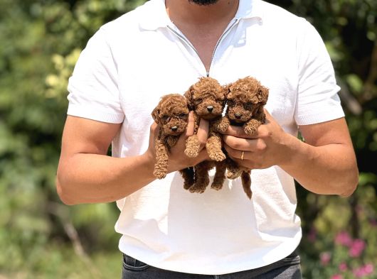 Minicik Micro Korea Poodle Bebekler  Antakya görsel