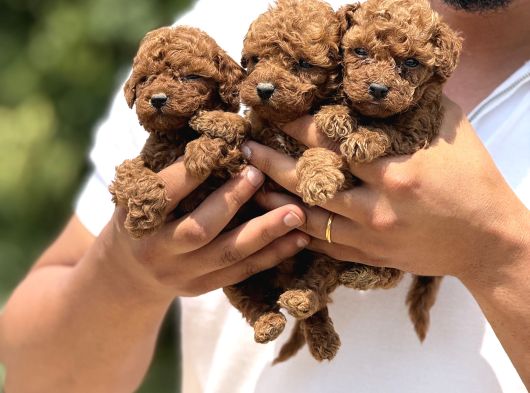 Minicik Micro Korea Poodle Bebekler  Antakya görsel