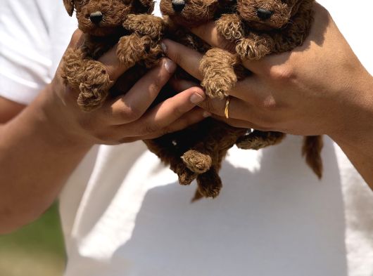Minicik Micro Korea Poodle Bebekler  Antakya görsel