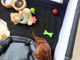 3 Aylık Toy Poodle