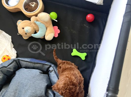 3 Aylık Toy Poodle görsel