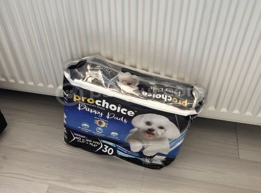 3 Aylık Toy Poodle görsel