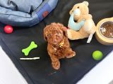 3 Aylık Toy Poodle