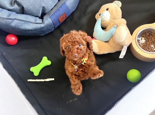 3 Aylık Toy Poodle