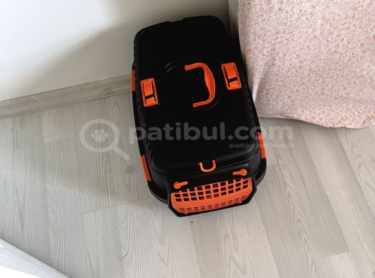 3 Aylık Toy Poodle görsel