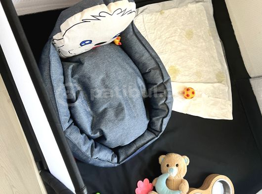 3 Aylık Toy Poodle görsel