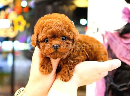 Kore Toy Poodle Orjin Yavrularim görsel