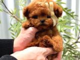 Korean Toy Poodle Yavrularim