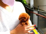 Minnos Sevimli Toy Poodle Bebeklerimiz