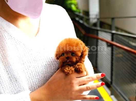 Minnos Sevimli Toy Poodle Bebeklerimiz