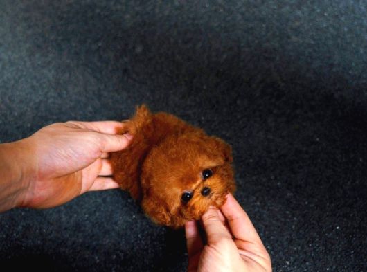 Minnos Sevimli Toy Poodle Bebeklerimiz görsel