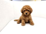 Kali̇teli̇ Toy Poodler Yavrular