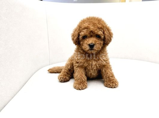KALİTELİ TOY POODLER YAVRULAR