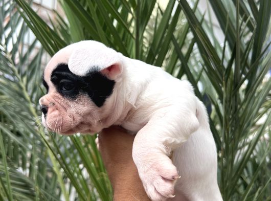 A Kalite Korsan  Orjinal French Bulldog görsel