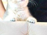 Ay12 Safkan British Shorthair Dişi Özel Renk
