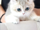 Ay12 Safkan British Shorthair Dişi Özel Renk