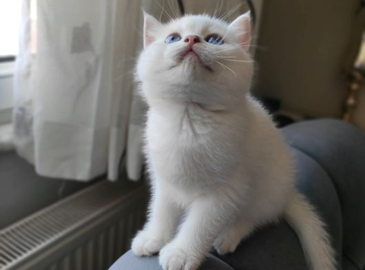 Yakışıklı Yeni Ailesini Bekliyor görsel