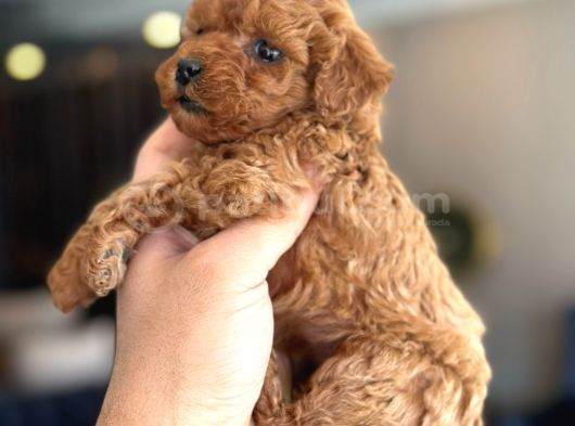 Poodle Red  Yavrularımız Yeni Yuvasını Arıyorlar görsel