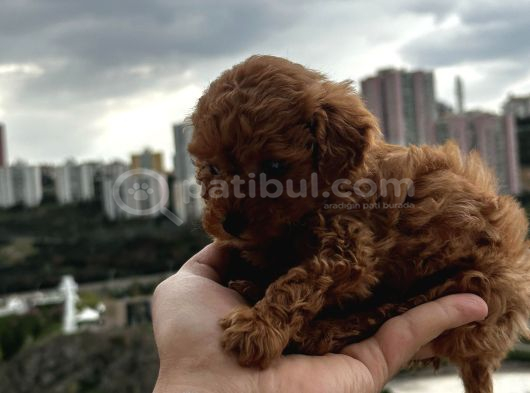 Poodle Red  Yavrularımız Yeni Yuvasını Arıyorlar görsel