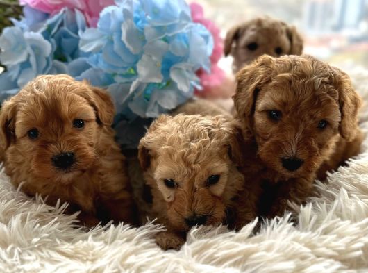 Safkan maltipoo yavruları yeni yuvasını arıyor
