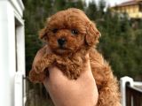 Poodle Red  Yavrularımız Yeni Yuvasını Arıyorlar