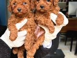 Oyuncak Gibi Mini  Boy Poodle Bebekleri̇m