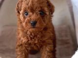 Oyuncak Gibi Mini  Boy Poodle Bebekleri̇m