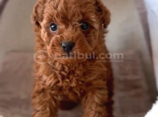 OYUNCAK gibi mini  BOY POODLE BEBEKLERİM