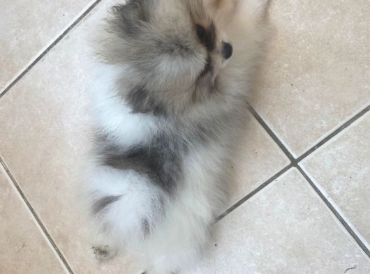 Evlerin Neşesi Pomerinian bebişler