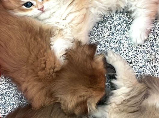 British Shorthair Blue Golden Ay12 görsel