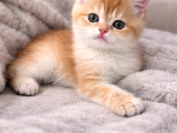 British Shorthair Blue Golden Ay12