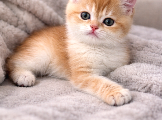 British Shorthair Blue Golden Ay12 görsel