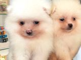 Orjinal Pomeranian Boo Erkek Dişi 2 Aylık Yavru