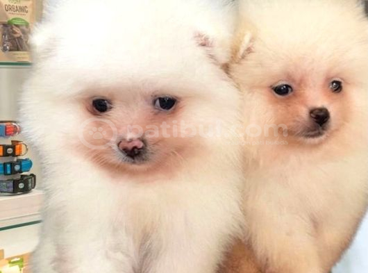 Orjinal Pomeranian Boo Erkek Dişi 2 Aylık Yavru görsel